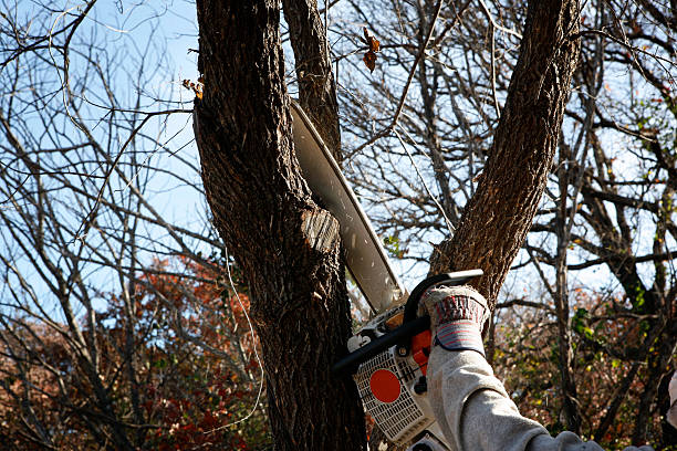 How Our Tree Care Process Works  in  Windber, PA